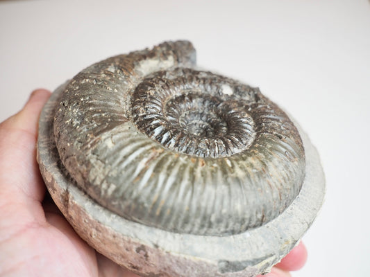 Large Dactylioceras Semicelatum Ammonite Fossil For Sale Whitby UK