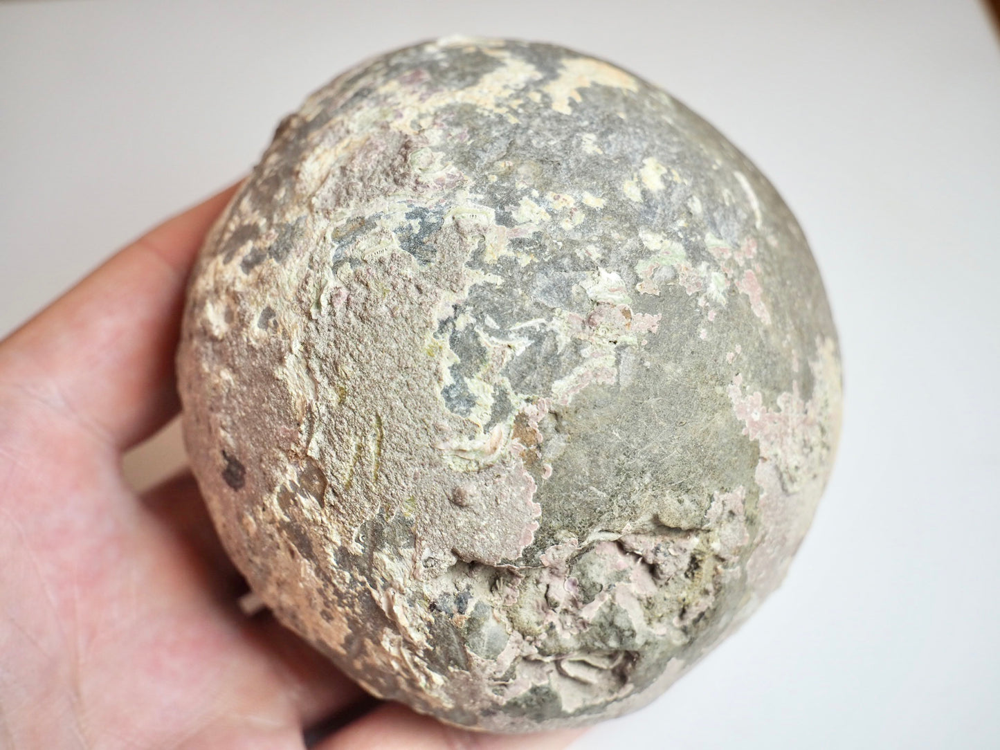 Large Dactylioceras Semicelatum Ammonite Fossil For Sale Whitby UK