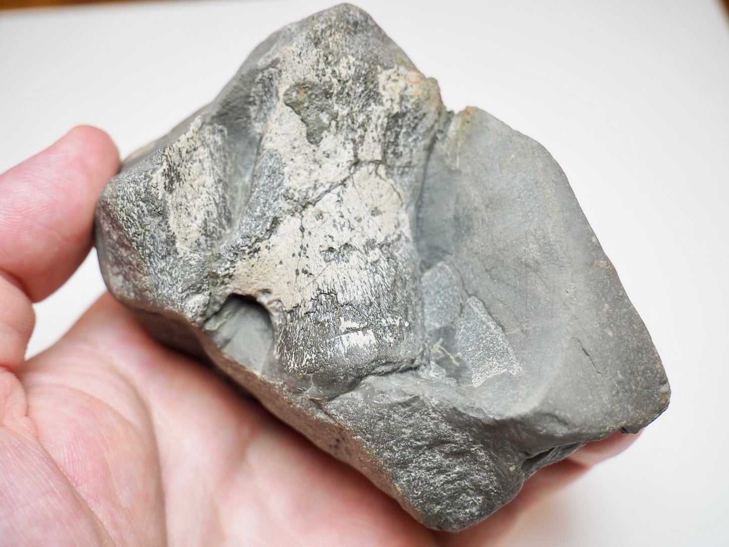 Ichthyosaur Neural Arch Fossil With Rib For Sale Whitby Yorkshire Coast