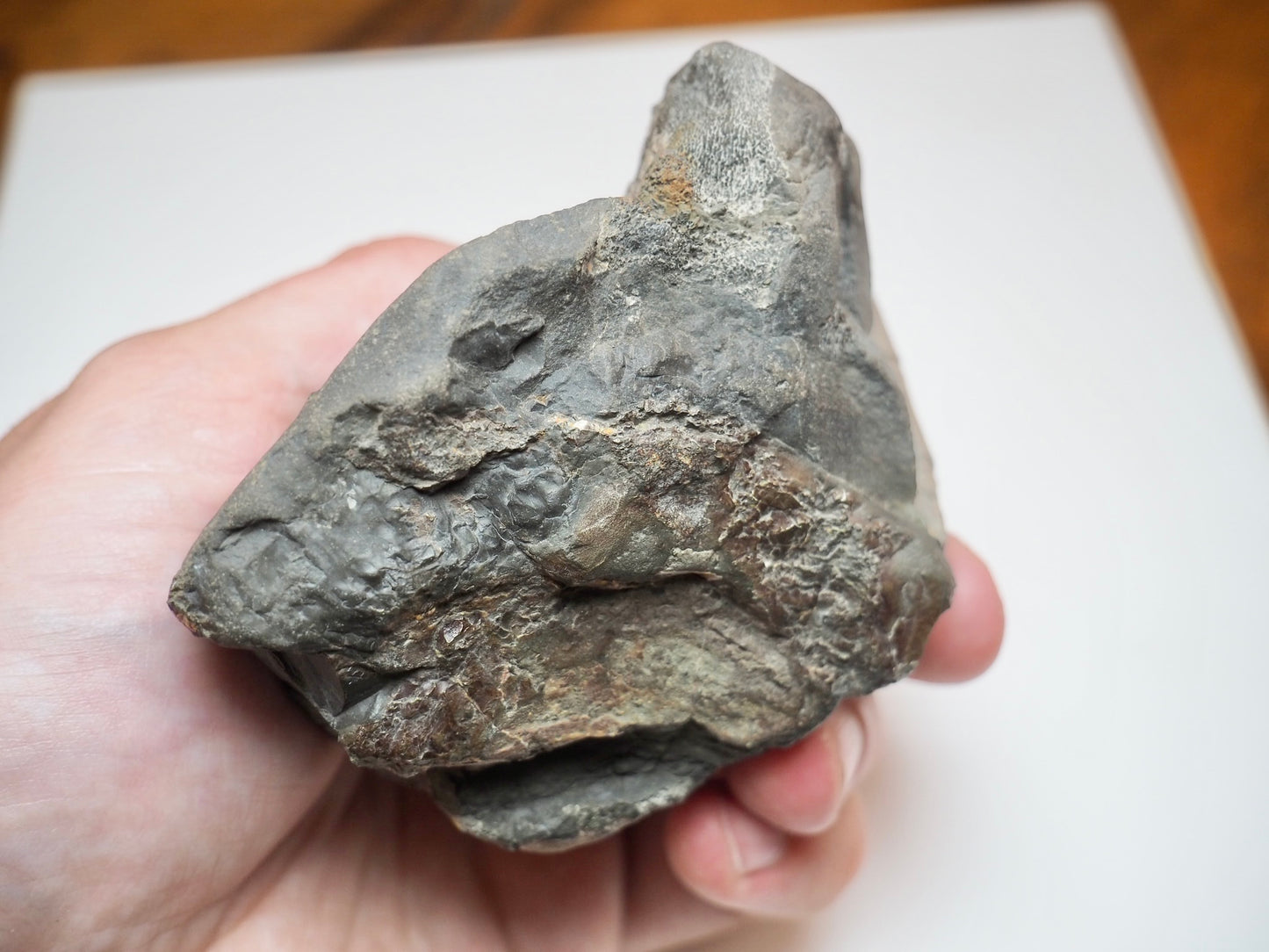 Ichthyosaur Neural Arch Fossil With Rib For Sale Whitby Yorkshire Coast