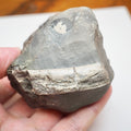 Ichthyosaur Neural Arch Fossil With Rib For Sale Whitby Yorkshire Coast