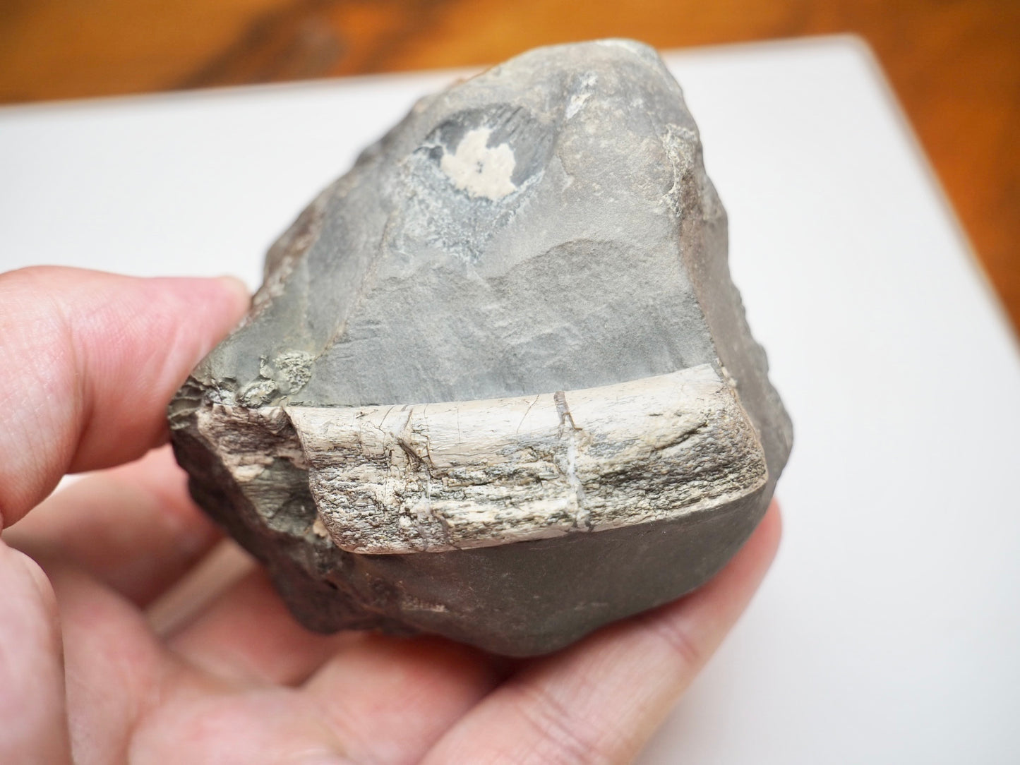 Ichthyosaur Neural Arch Fossil With Rib For Sale Whitby Yorkshire Coast