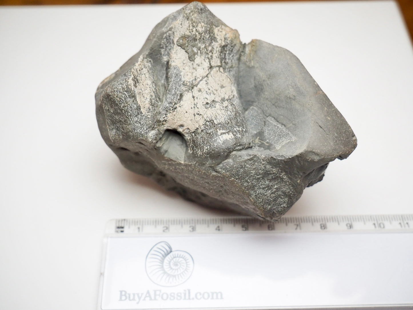 Ichthyosaur Neural Arch Fossil With Rib For Sale Whitby Yorkshire Coast