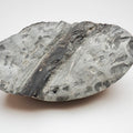 Whitby Jurassic Ichthyosaur Rib Fossil
