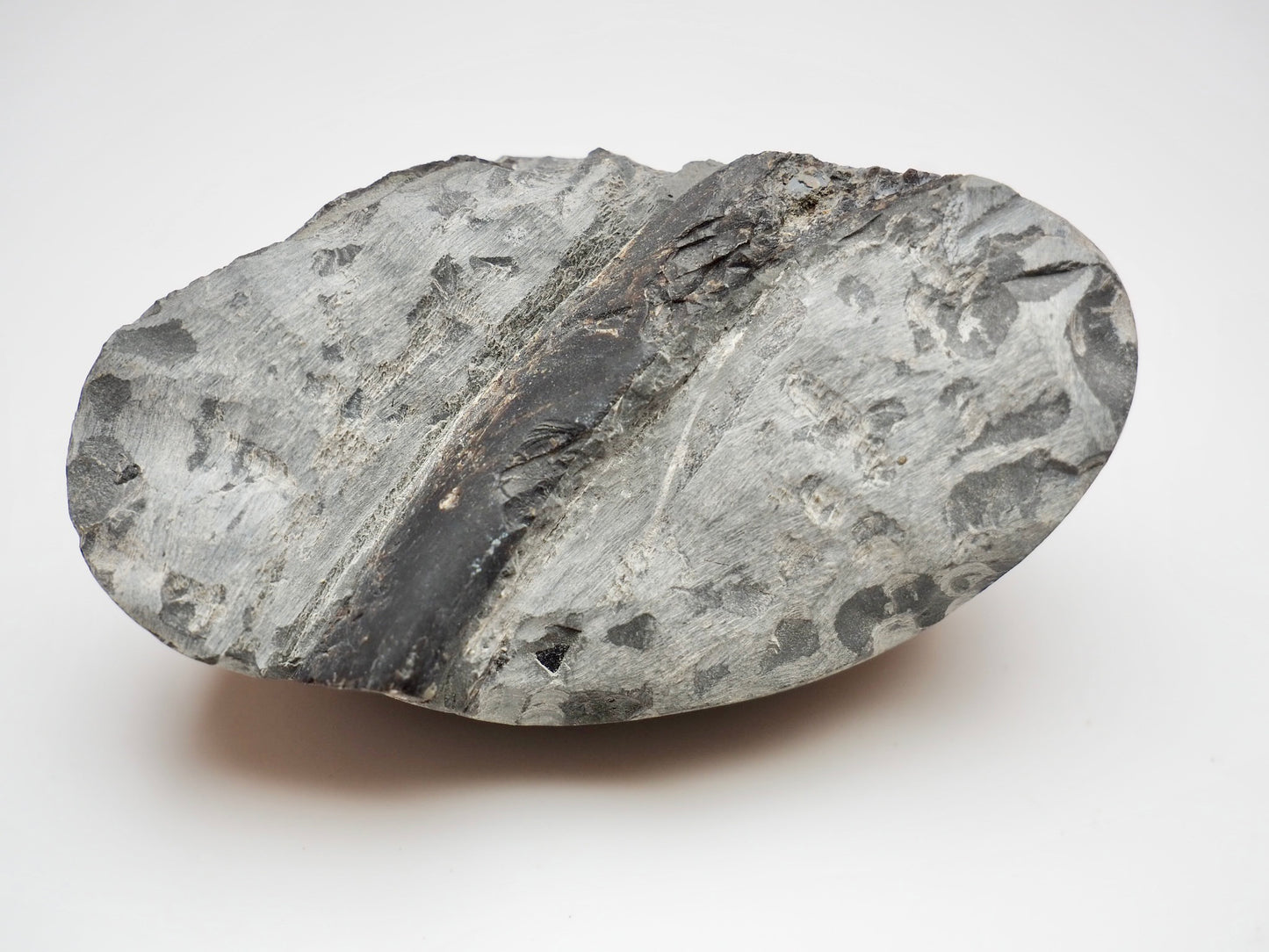 Whitby Jurassic Ichthyosaur Rib Fossil