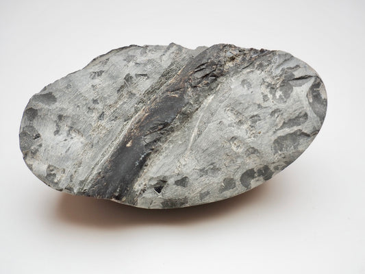 Whitby Jurassic Ichthyosaur Rib Fossil