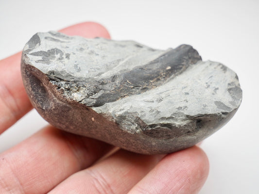 Whitby Jurassic Ichthyosaur Rib Fossil
