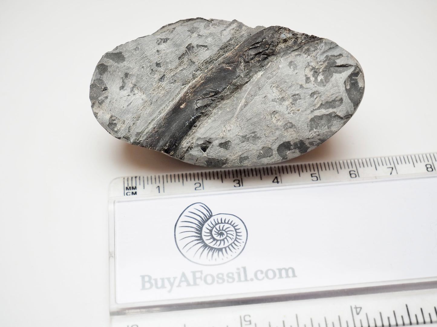Whitby Jurassic Ichthyosaur Rib Fossil