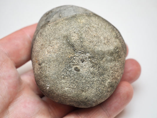 Sea Worn Ichthyosaur Vertebra Bone Block From Whitby Yorkshire Coast