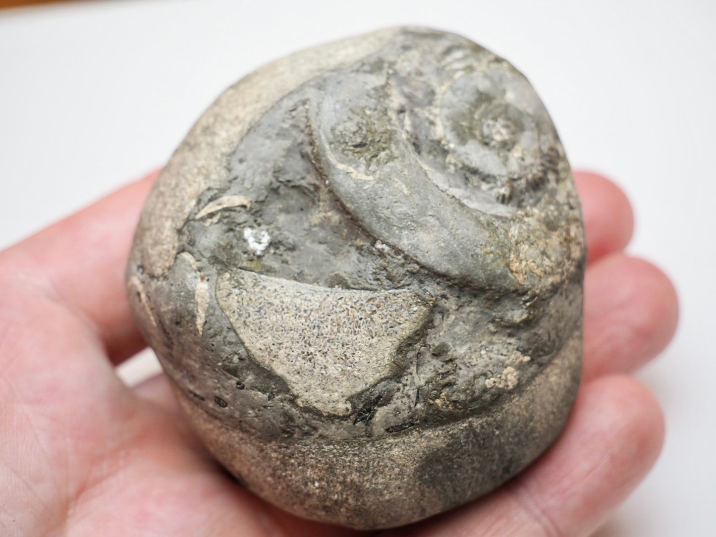 Sea Worn Ichthyosaur Vertebra Bone Block From Whitby Yorkshire Coast