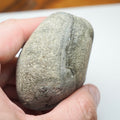 Sea Worn Ichthyosaur Vertebra Bone Block From Whitby Yorkshire Coast