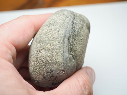 Sea Worn Ichthyosaur Vertebra Bone Block From Whitby Yorkshire Coast