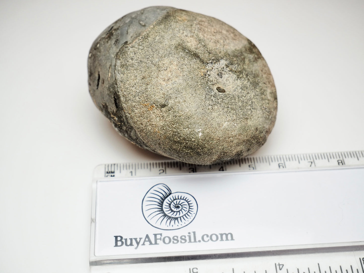 Sea Worn Ichthyosaur Vertebra Bone Block From Whitby Yorkshire Coast