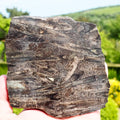 Cut & Polished Belemnite Battlefield Fossil From Whitby Yorkshire Coast