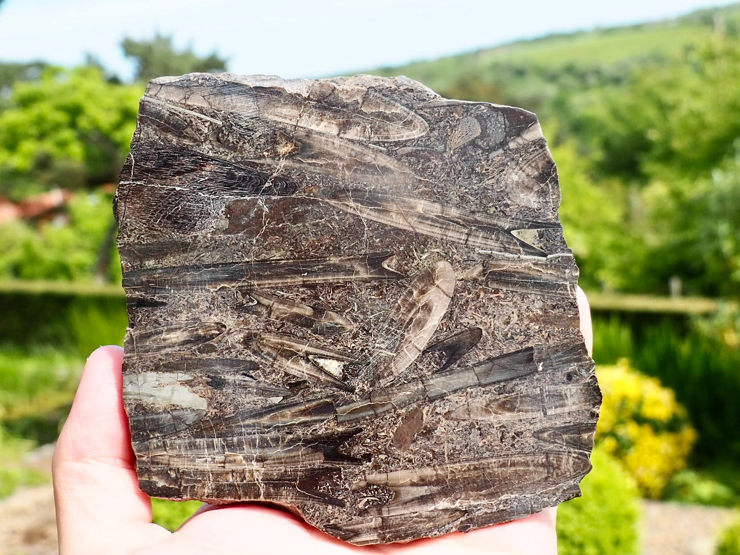 Cut & Polished Belemnite Battlefield Fossil From Whitby Yorkshire Coast
