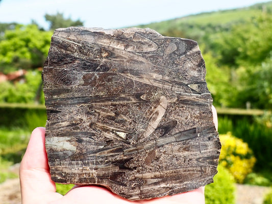 Cut & Polished Belemnite Battlefield Fossil From Whitby Yorkshire Coast