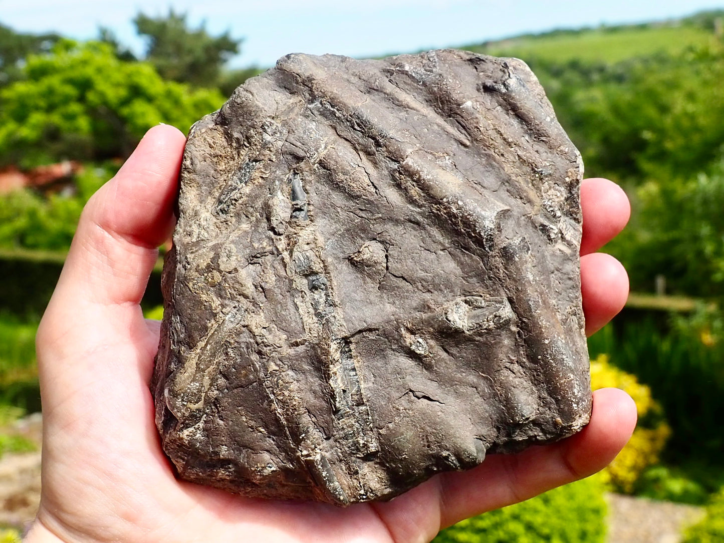 Cut & Polished Belemnite Battlefield Fossil From Whitby Yorkshire Coast