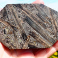 Jurassic Belemnite Death Bed Display Fossil Whitby UK