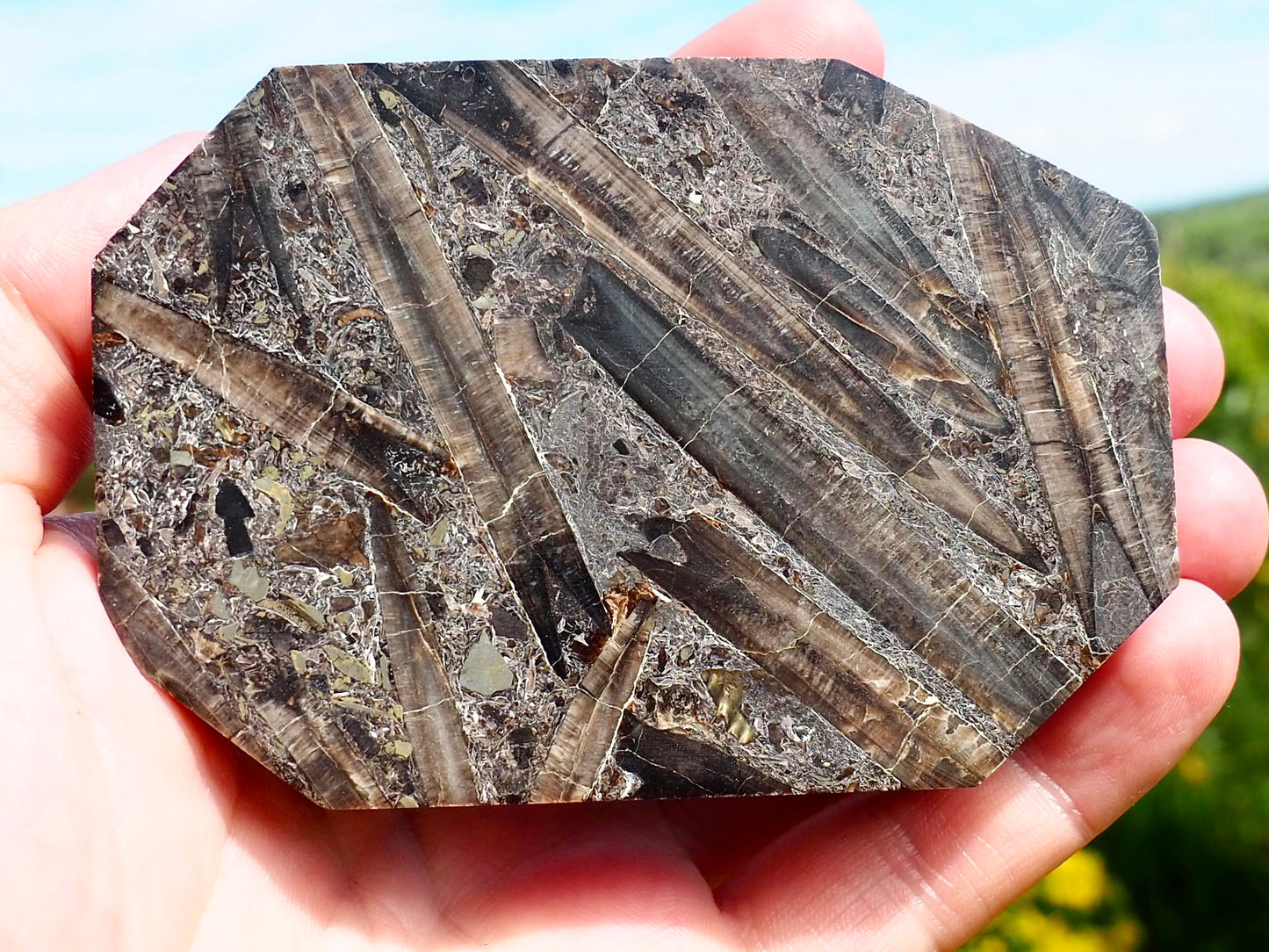 Jurassic Belemnite Death Bed Display Fossil Whitby UK