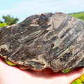 Polished Belemnite Battlefield Fossil Slab Yorkshire Coast