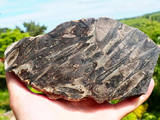 Polished Belemnite Battlefield Fossil Slab Yorkshire Coast