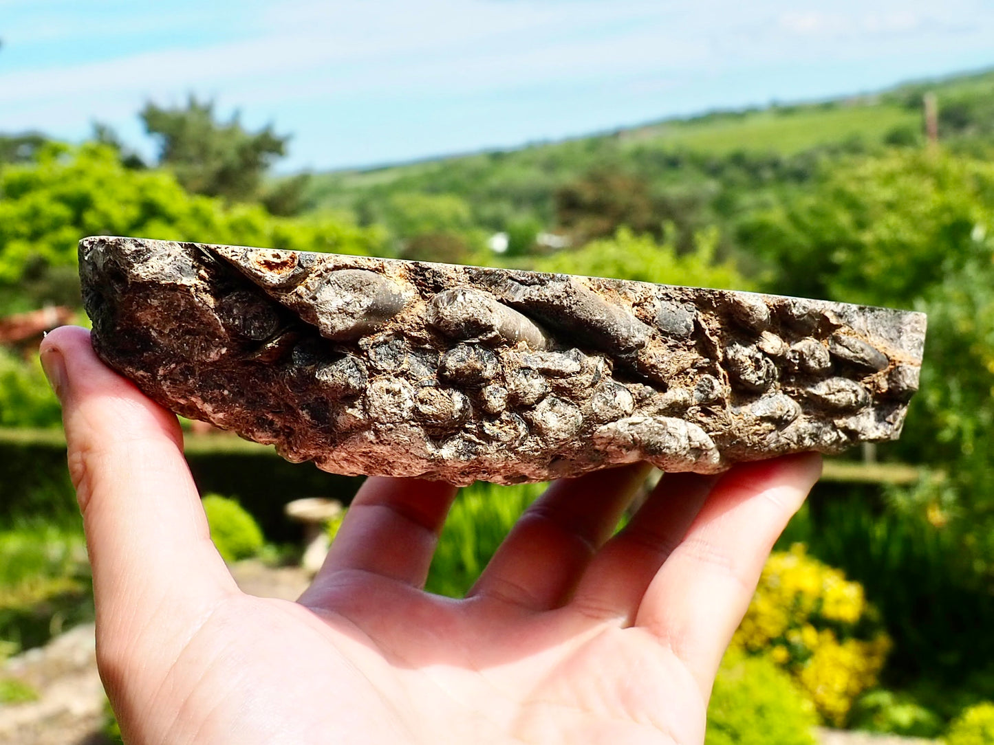 Polished Belemnite Battlefield Fossil Slab Yorkshire Coast