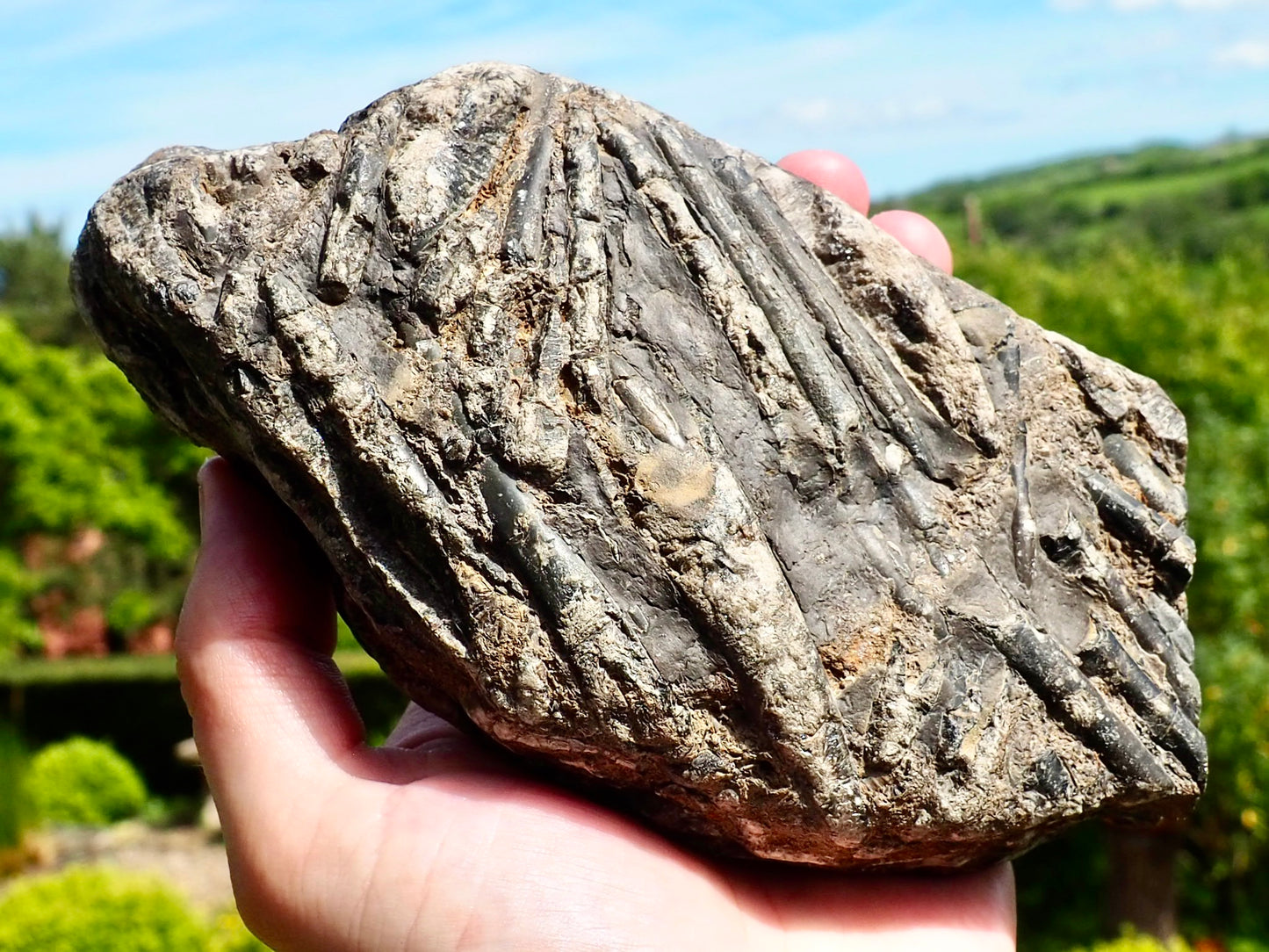 Polished Belemnite Battlefield Fossil Slab Yorkshire Coast