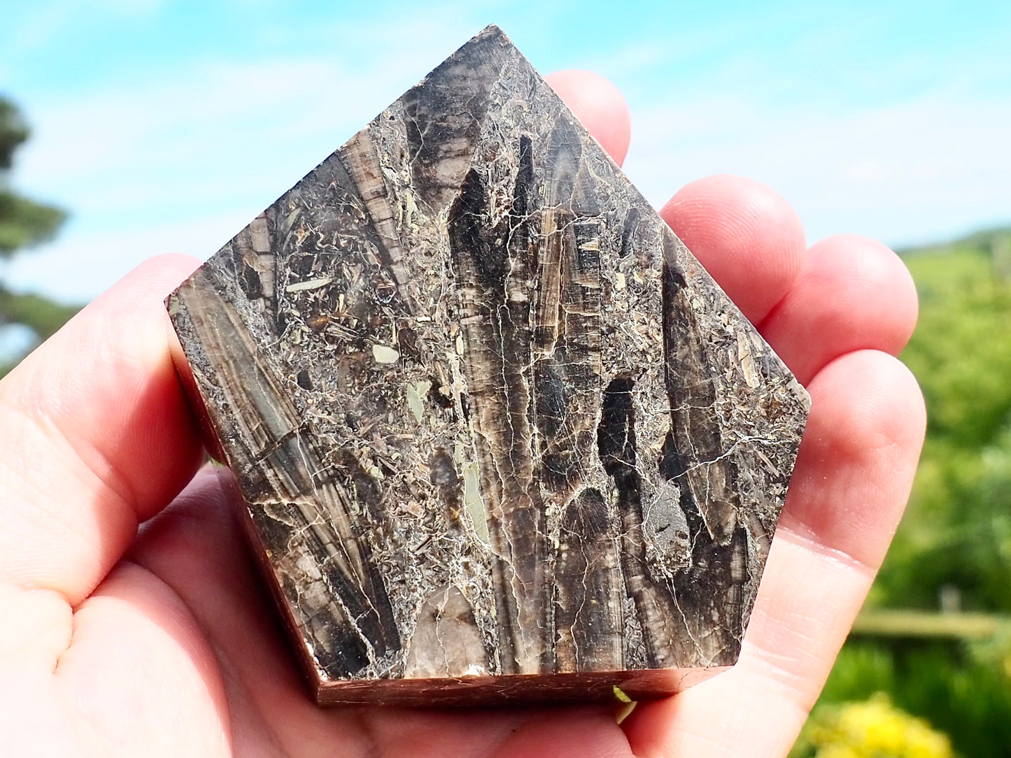 Whitby Belemnite Battlefield Fossil – Cut And Polished Jurassic Display