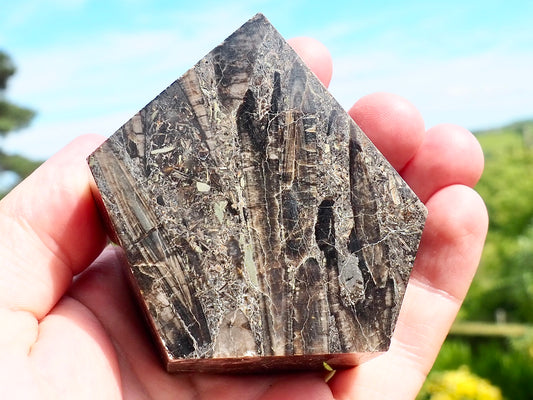 Whitby Belemnite Battlefield Fossil – Cut And Polished Jurassic Display