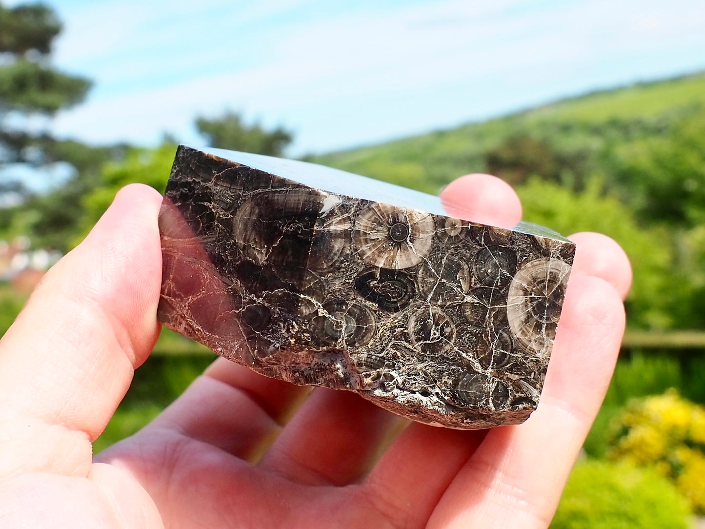 Whitby Belemnite Battlefield Fossil – Cut And Polished Jurassic Display