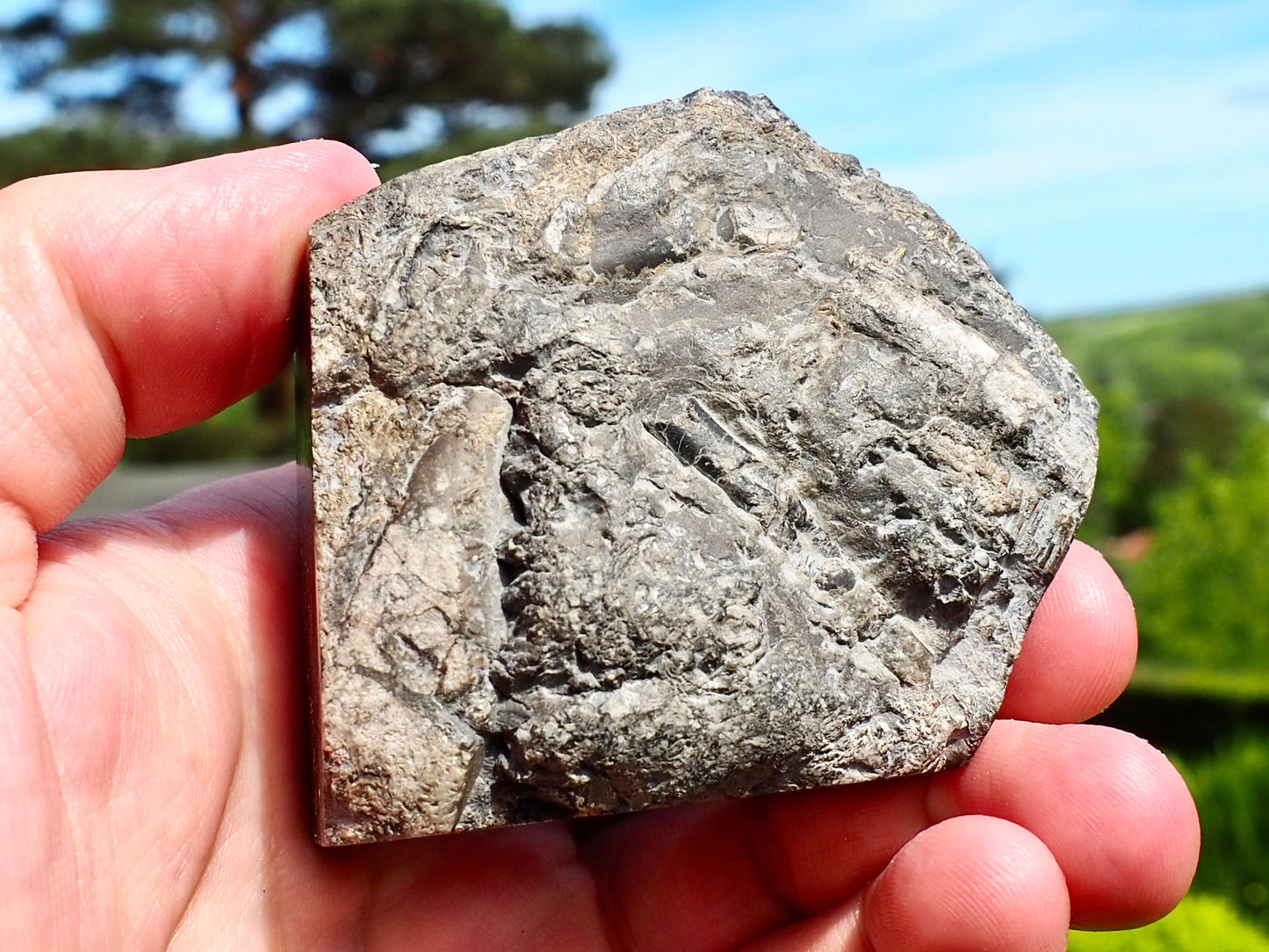 Whitby Belemnite Battlefield Fossil – Cut And Polished Jurassic Display