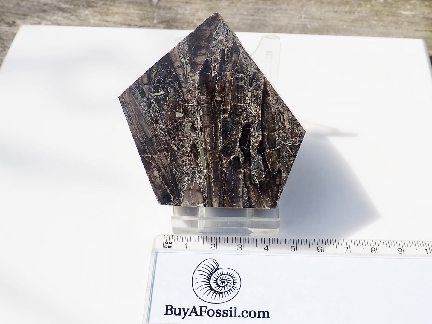 Whitby Belemnite Battlefield Fossil – Cut And Polished Jurassic Display