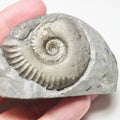 Grammoceras Ammonite Fossil – Whitby Yorkshire Coast – Jurassic
