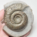 Whitby Semicelatum 
Dactylioceras Ammonite Fossil – Yorkshire Coast Jurassic