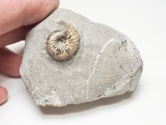 Rare Polyptychites Cretaceous Fossil