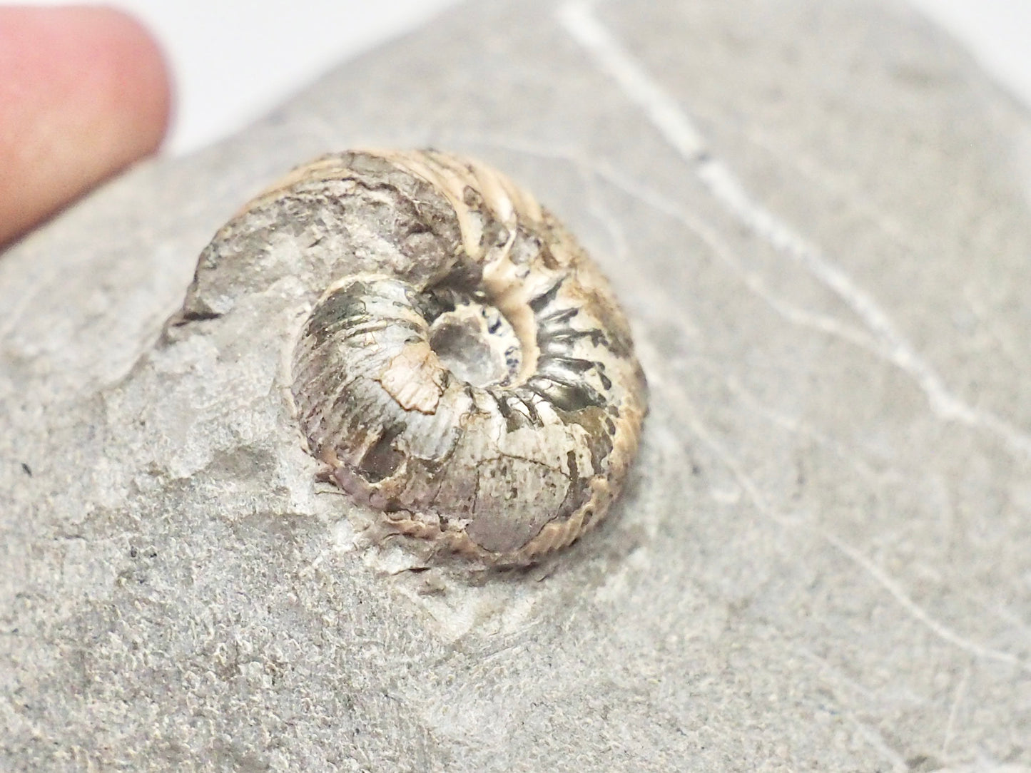 Rare Polyptychites Cretaceous Fossil