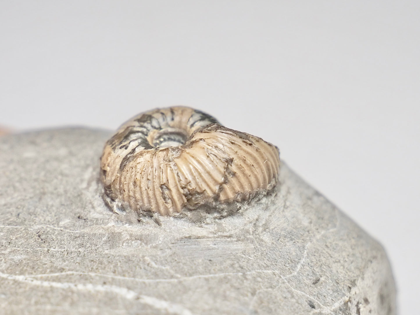 Rare Polyptychites Cretaceous Fossil