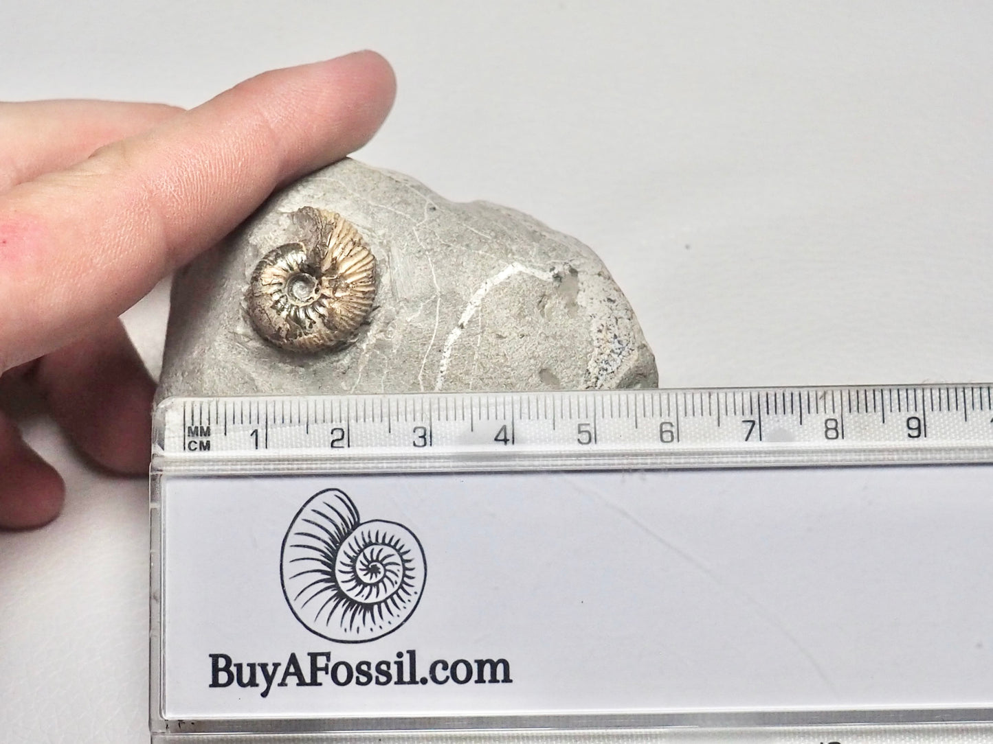 Rare Polyptychites Cretaceous Fossil