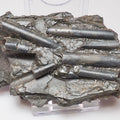 Whitby Jurassic Belemnite Battlefield Fossil In Shale
