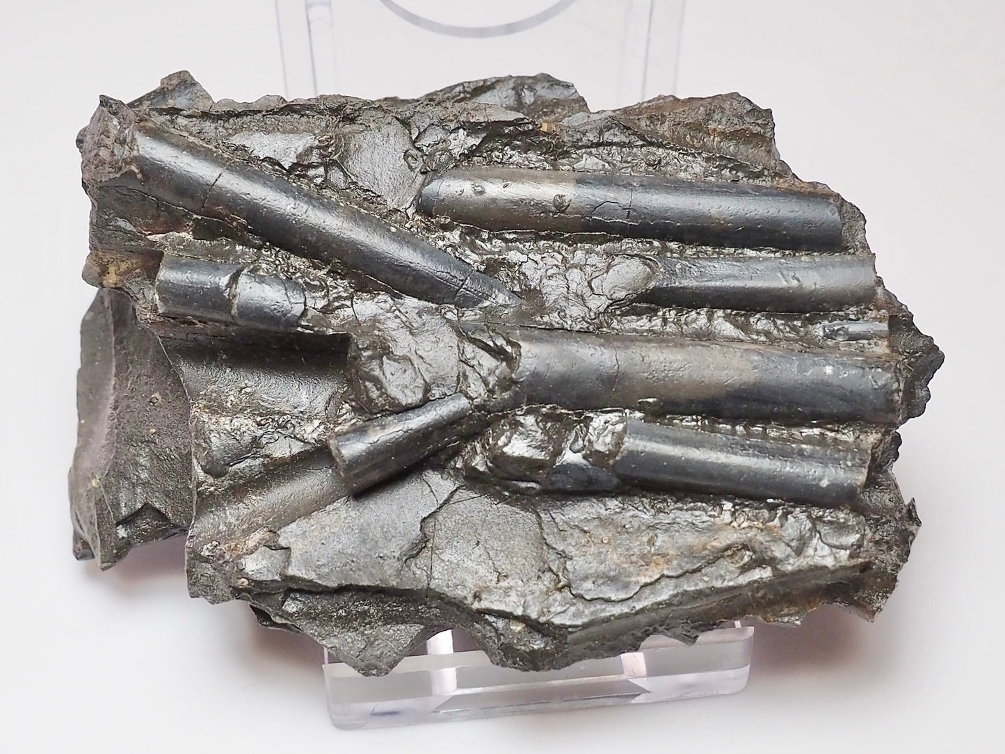 Whitby Jurassic Belemnite Battlefield Fossil In Shale