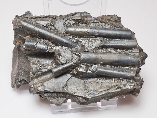 Whitby Jurassic Belemnite Battlefield Fossil In Shale