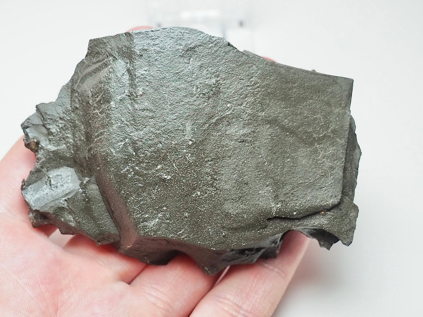 Whitby Jurassic Belemnite Battlefield Fossil In Shale