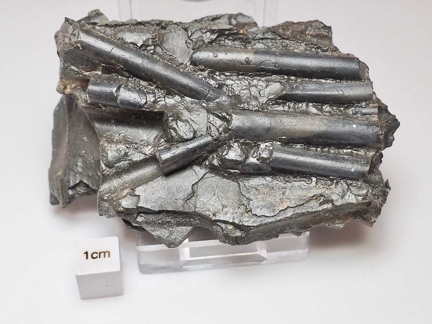 Whitby Jurassic Belemnite Battlefield Fossil In Shale