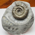 Whitby Coast Jurassic Dactylioceras Ammonite Fossil