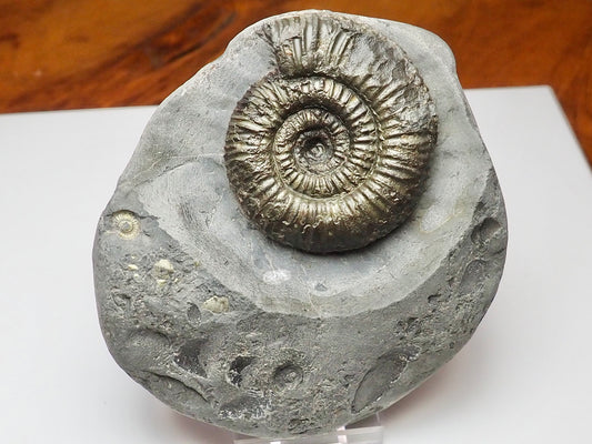 Whitby Coast Jurassic Dactylioceras Ammonite Fossil