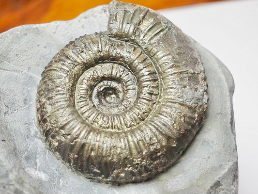 Whitby Coast Jurassic Dactylioceras Ammonite Fossil