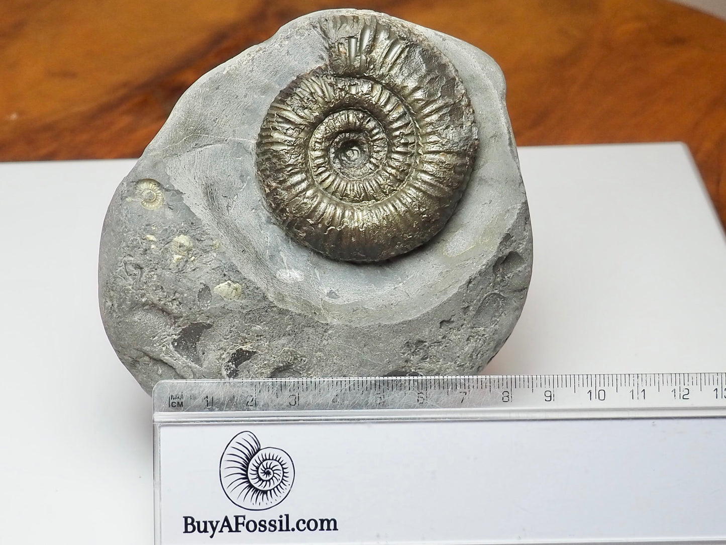 Whitby Coast Jurassic Dactylioceras Ammonite Fossil