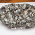 Jurassic Shell Cluster Fossil From Whitby Yorkshire Coast