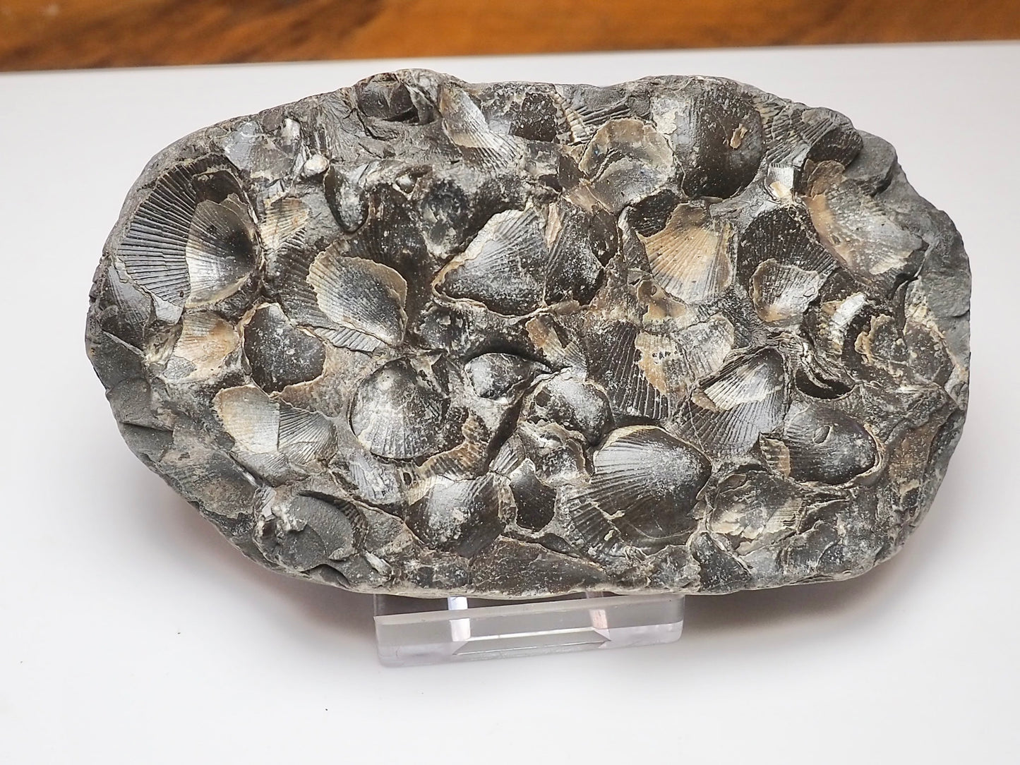 Jurassic Shell Cluster Fossil From Whitby Yorkshire Coast