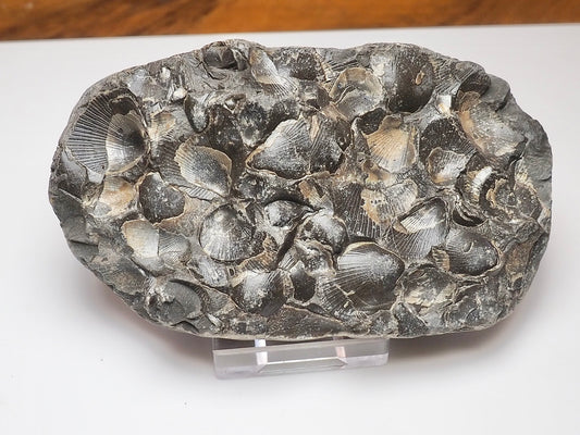 Jurassic Shell Cluster Fossil From Whitby Yorkshire Coast